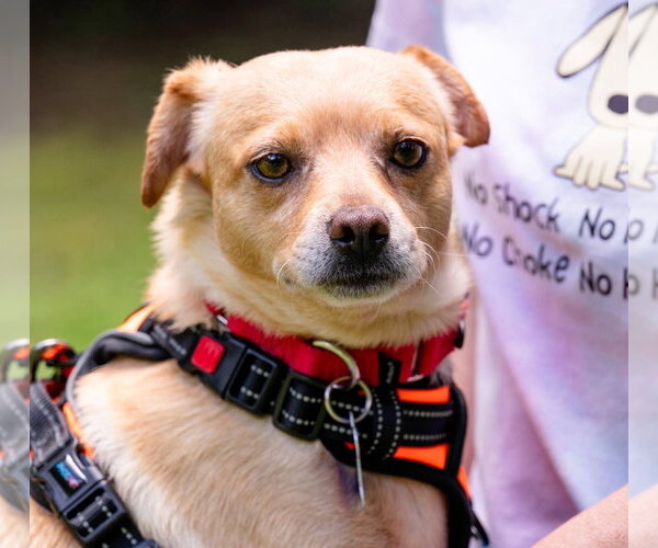 Medium Photo #2 Chihuahua-Unknown Mix Puppy For Sale in Ellijay, GA, USA
