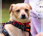 Small #1 Chihuahua Mix