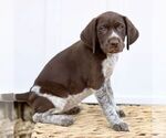 Small Photo #2 German Shorthaired Pointer Puppy For Sale in COATESVILLE, PA, USA
