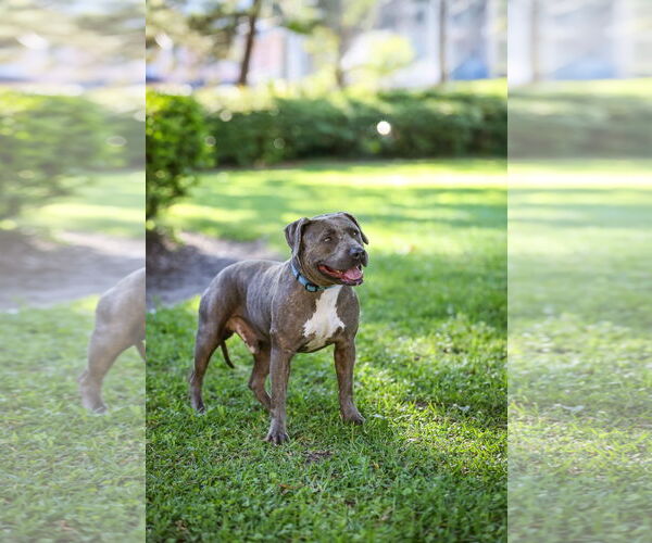 Medium Photo #1 Labrador Retriever-Unknown Mix Puppy For Sale in  Gainesville, FL, USA