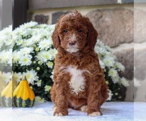 Poodle (Miniature) Puppy for sale in EAST EARL, PA, USA