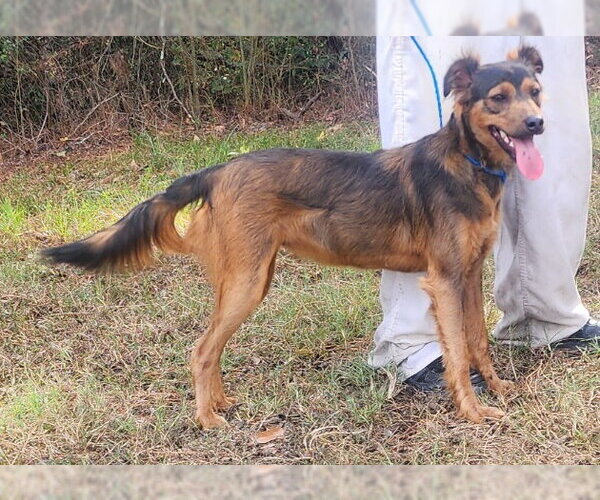 Medium Photo #2 Mutt Puppy For Sale in Wetumpka, AL, USA