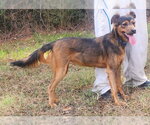 Small #1 Mutt
