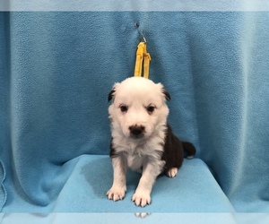 Border Collie Puppy for sale in BARDSTOWN, KY, USA