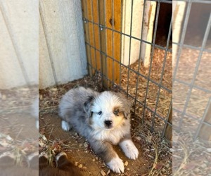 Miniature Australian Shepherd Puppy for sale in PRINCETON, NC, USA
