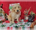 Puppy 8 Goldendoodle