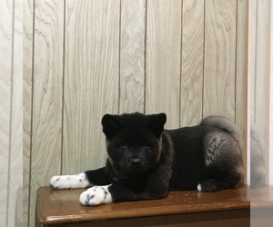 Akita Puppy for sale in CANFIELD, OH, USA