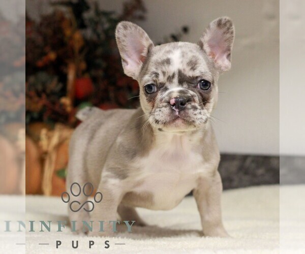 Medium Photo #4 French Bulldog Puppy For Sale in EAST EARL, PA, USA