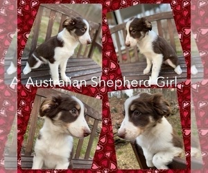 Australian Shepherd Puppy for sale in SADIEVILLE, KY, USA