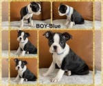 Puppy Boy Blue Boston Terrier