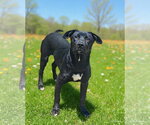 Small Labrador Retriever Mix