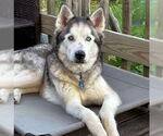 Small #3 Siberian Husky