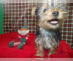 Small #1 Yorkshire Terrier