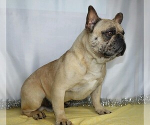 Father of the French Bulldog puppies born on 05/06/2020