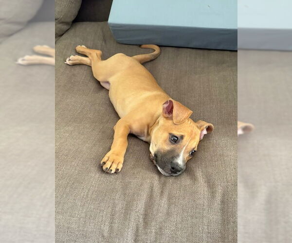 Medium Photo #3 American Staffordshire Terrier-Unknown Mix Puppy For Sale in San Juan Capistrano, CA, USA