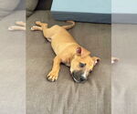 Small #2 American Staffordshire Terrier Mix