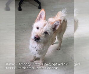 Mutt Dogs for adoption in Agoura Hills, CA, USA