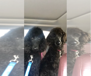 Father of the Labradoodle-Poodle (Standard) Mix puppies born on 05/24/2019