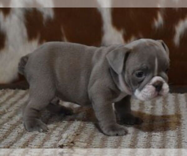 Medium Photo #3 English Bulldog Puppy For Sale in MARSHFIELD, MO, USA