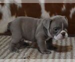 Small #2 English Bulldog