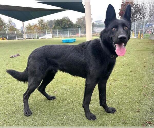 Medium Photo #1 German Shepherd Dog-Unknown Mix Puppy For Sale in Martinez, CA, USA