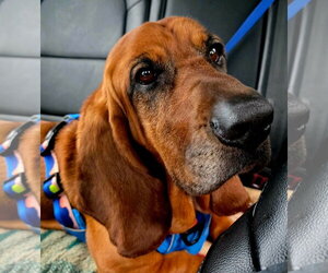 Basset Hound Dogs for adoption in Brookville, OH, USA