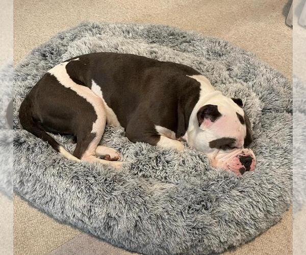 Medium Photo #2 Bulldog Puppy For Sale in Spring Lake, NJ, USA