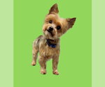 Small Mutt