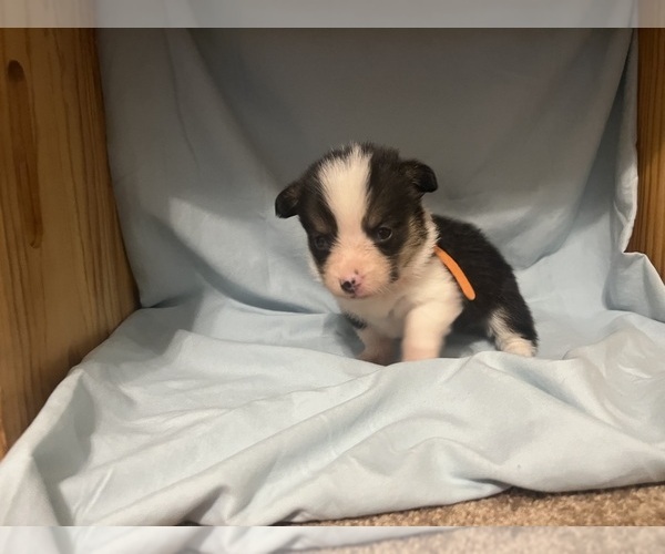 Medium Photo #1 Pembroke Welsh Corgi Puppy For Sale in ABSECON, NJ, USA