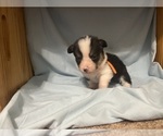 Puppy Puppy 3 Pembroke Welsh Corgi