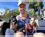Small #2 Chihuahua