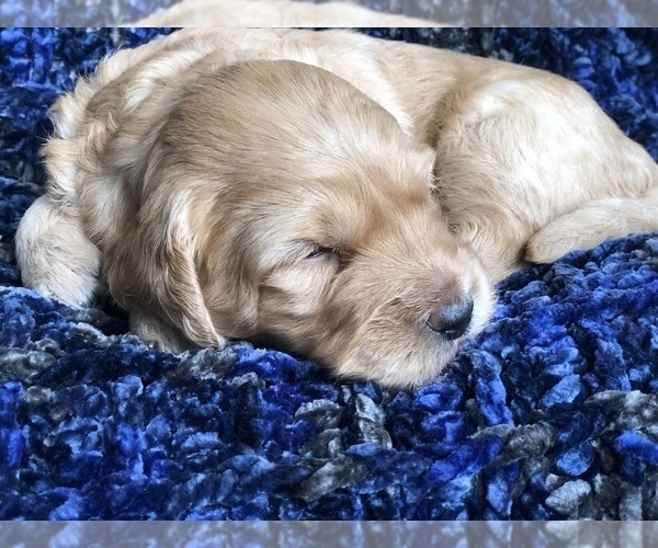 Medium Photo #2 Labradoodle Puppy For Sale in MIFFLINBURG, PA, USA