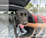 Small #1 Labrador Retriever Mix