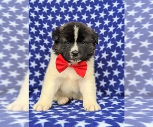 Akita Puppy for sale in PARADISE, PA, USA