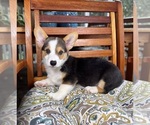 Beckham - Male Pembroke Welsh Corgi Puppy for Sale - Photo #7