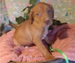 Puppy 9 Australian Shepherd-Vizsla Mix