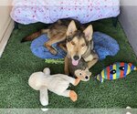 Small Photo #4 German Shepherd Dog-Huskies  Mix Puppy For Sale in Queen Creek, AZ, USA