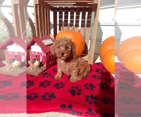 Medium Photo #3 Goldendoodle (Miniature) Puppy For Sale in NARVON, PA, USA