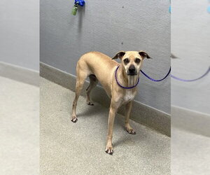 Mutt Dogs for adoption in Las Vegas, NV, USA