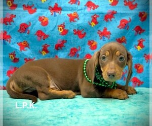 Dachshund Puppy for sale in WINNSBORO, LA, USA