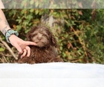 Small #34 ShihPoo