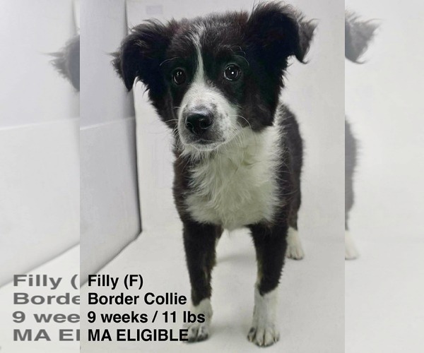 Medium Photo #1 Border Collie-Unknown Mix Puppy For Sale in pomfret, CT, USA
