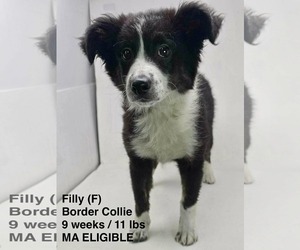Border Collie-Unknown Mix Dogs for adoption in pomfret, CT, USA
