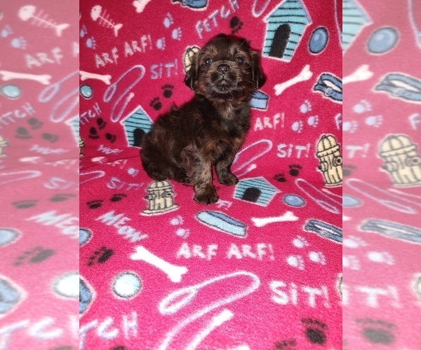 Medium Photo #9 YorkiePoo Puppy For Sale in LAPEER, MI, USA