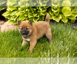 Puppy Jin Shiba Inu