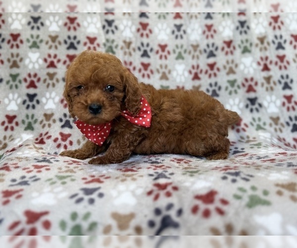 Medium Photo #7 Cavapoo (Miniature) Puppy For Sale in LAKELAND, FL, USA