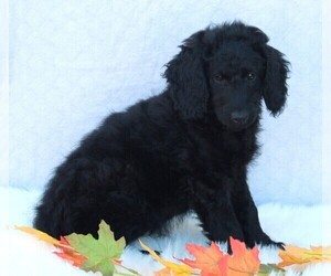 Labradoodle Puppy for sale in FREDERICKSBURG, OH, USA