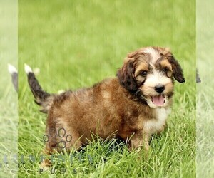 Bernedoodle (Miniature) Puppy for sale in NEW HOLLAND, PA, USA