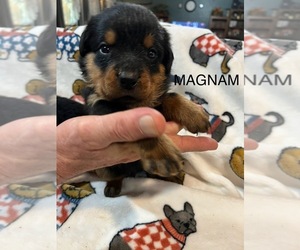 Rottweiler Puppy for sale in CAMERON, OK, USA