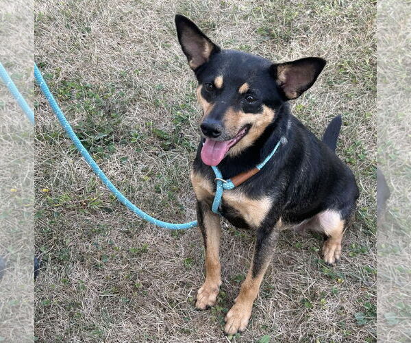 Medium Photo #7 Miniature Pinscher-Unknown Mix Puppy For Sale in Batavia, OH, USA